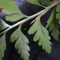 Asplenium gracillimum
