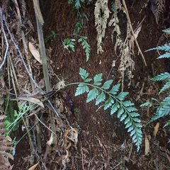 Asplenium gracillimum