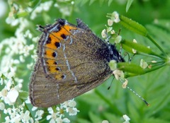 Satyrium pruni