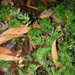 Hymenophyton flabellatum