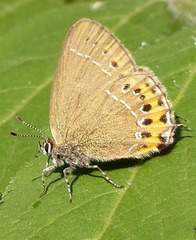 Satyrium pruni