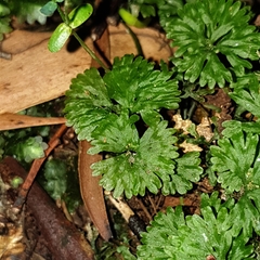 Hymenophyton flabellatum