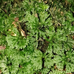 Hymenophyton flabellatum