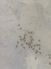 Monomorium floricola