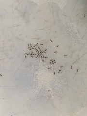 Monomorium floricola