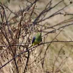Neophema chrysostoma