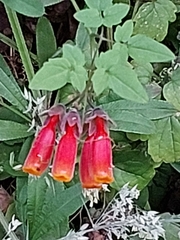 Eccremocarpus scaber