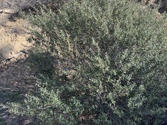 Ceanothus crassifolius