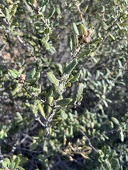 Ceanothus crassifolius