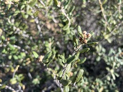Ceanothus crassifolius