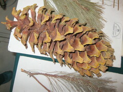 Pinus ayacahuite