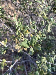 Ceanothus crassifolius