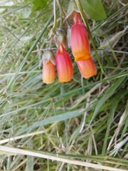 Eccremocarpus scaber