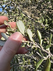 Ceanothus crassifolius