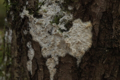 Rigidoporus corticola