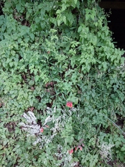 Eccremocarpus scaber