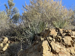 Hesperoyucca whipplei