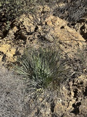 Hesperoyucca whipplei