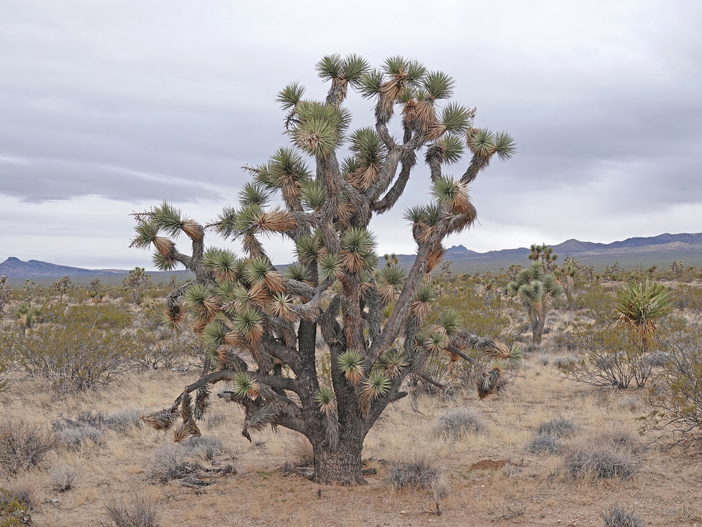 Joshua Tree - Photo (c) Jim Boone, some rights reserved (CC BY-NC), uploaded by Jim Boone