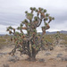 Joshua Tree - Photo (c) Jim Boone, some rights reserved (CC BY-NC), uploaded by Jim Boone