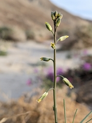 Streptanthus longirostris