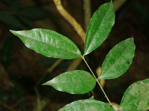 Strychnos cathayensis (Strychnos cathayensis)
