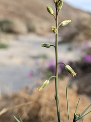 Streptanthus longirostris