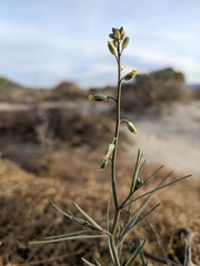 Streptanthus longirostris