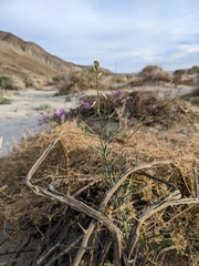Streptanthus longirostris