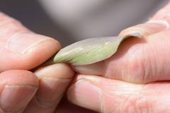 Ledebouria asperifolia