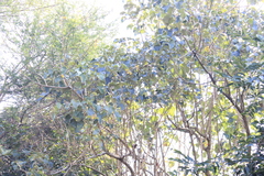Gmelina arborea
