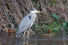 Ardea cinerea
