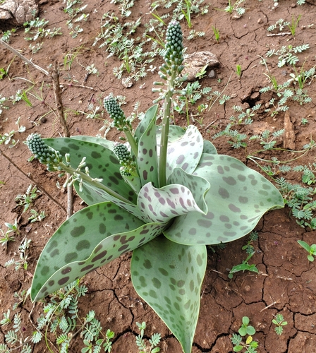 Ledebouria kirkii image