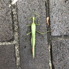 Podacanthus viridiroseus