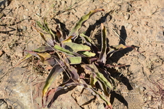 Ledebouria asperifolia