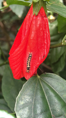 Orvasca subnotata