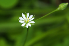 Stellaria alsine