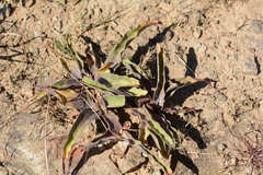 Ledebouria asperifolia