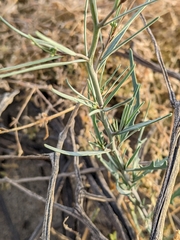 Streptanthus longirostris