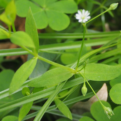 Stellaria alsine