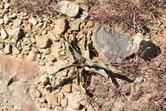 Ledebouria asperifolia