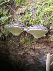 Fomitopsis ochracea