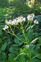 Achillea macrophylla