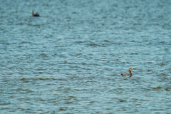 Phalacrocorax carbo sinensis