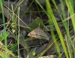 Epidesmia hypenaria