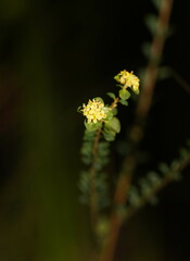 Pimelea flava flava