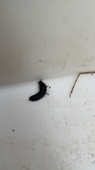 Carabus