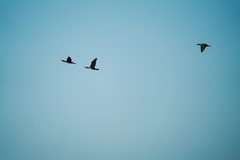 Phalacrocorax carbo sinensis