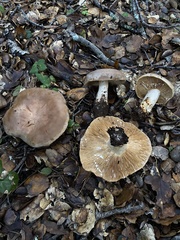 Lactarius argillaceifolius megacarpus