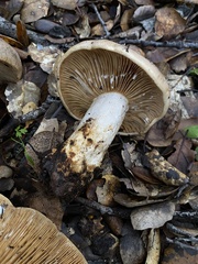 Lactarius argillaceifolius megacarpus